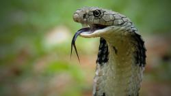 Cobra